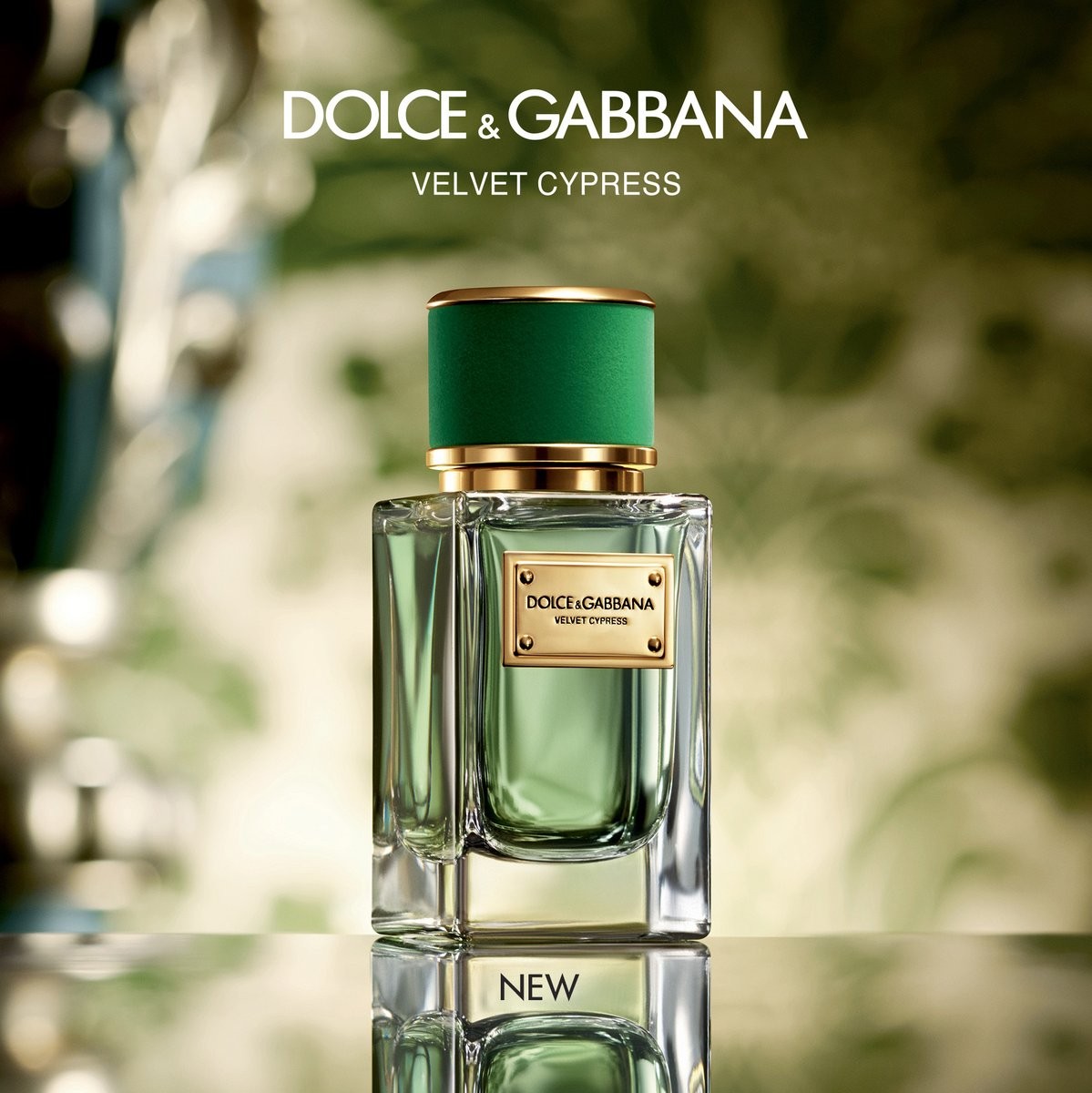 dolce and gabbana velvet cypress