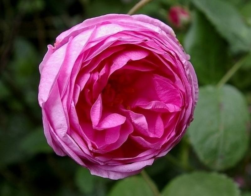 Centifolia rose