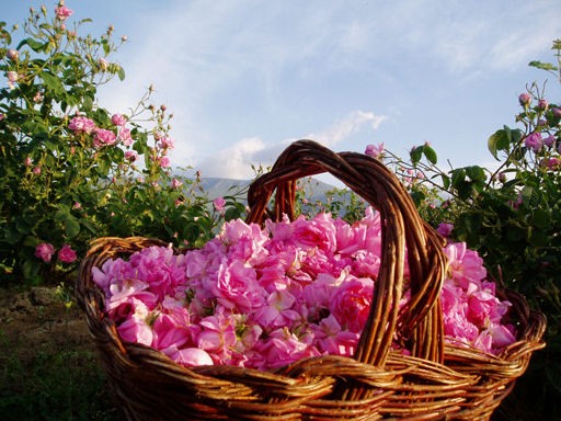 Bulgarian Roses