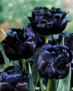 black peony