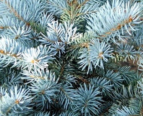 Silver Fir perfume, Silver Fir fragrance, Silver Fir essential oils ...