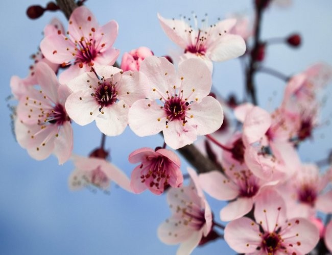 Plum Blossom perfume, Plum Blossom fragrance, Plum Blossom essential ...