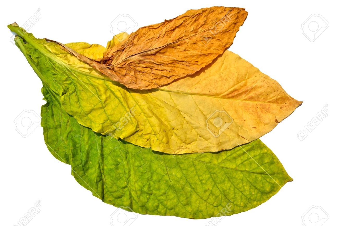 tobacco leaf tobacco leaf