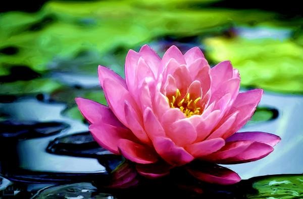 Water Lily perfume, Water Lily fragrance, Water Lily essential oils ...